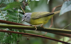 Myiothlypis conspicillata