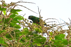 Leptosittaca branickii