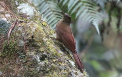 Dendrocolaptes picumnus