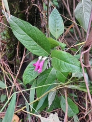 Salvia tortuosa, photograph (c) Rafaella Cevallos Larrea, some rights reserved (CC BY)