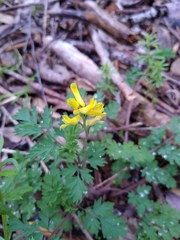 Corydalis flavula