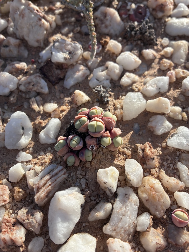 Argyroderma subalbum, West Coast, ZA-WC, ZA