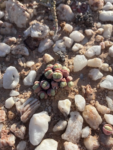 Argyroderma subalbum