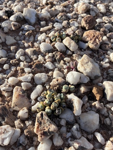 Argyroderma subalbum