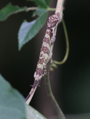 Anolis solitarius