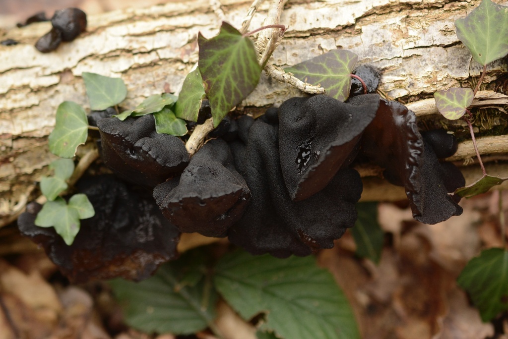 Exidia glandulosa · February 2026 · photo: © cryptomarasmius (iNaturalist, cc-by)