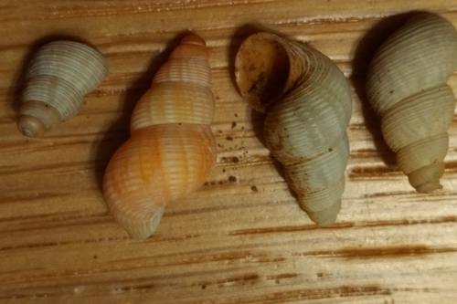 Tudorella ferruginea