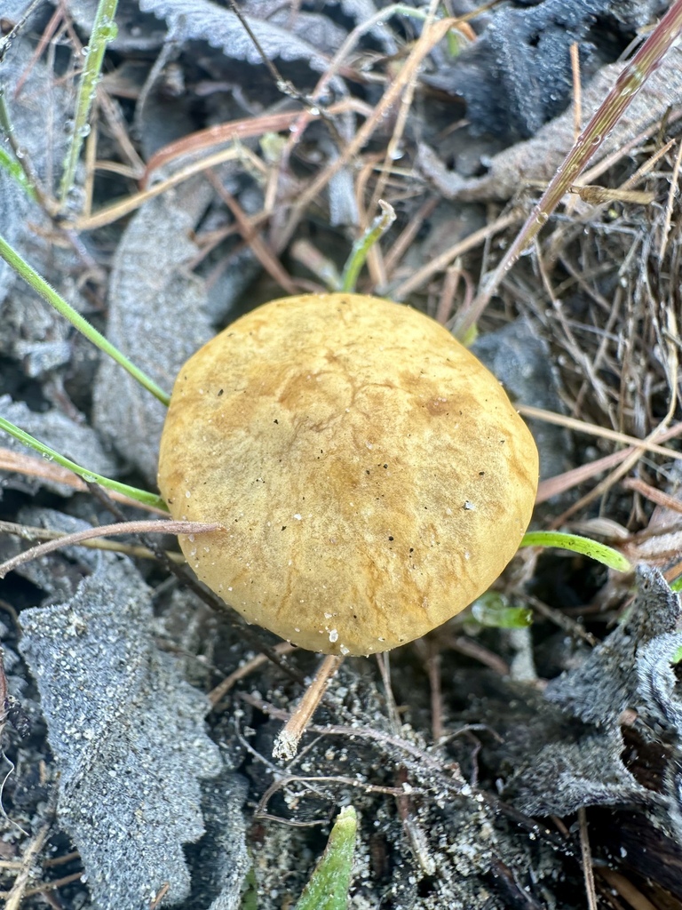 Agrocybe pediades · February 2026 · photo: © robertodesu (iNaturalist, cc-by)