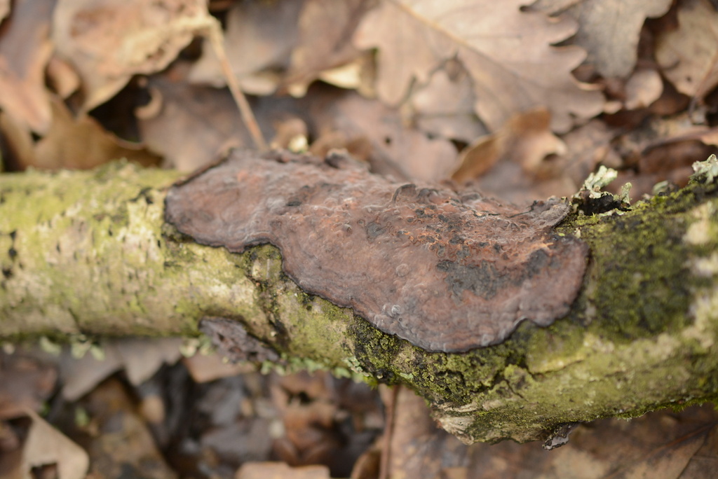 Peniophora quercina · February 2026 · photo: © cryptomarasmius (iNaturalist, cc-by)