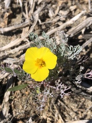 Eschscholzia ramosa