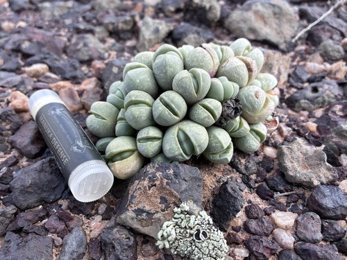 Argyroderma subalbum