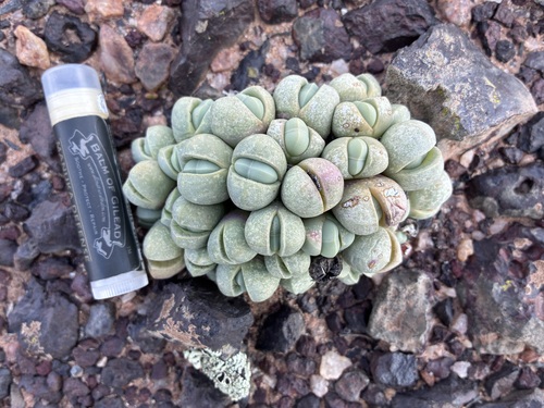 Argyroderma subalbum