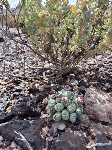 Argyroderma subalbum