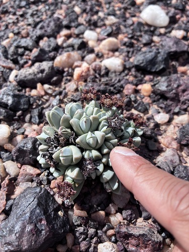 Antimima dualis