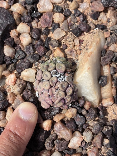 Mini Buttons (Conophytum minutum)