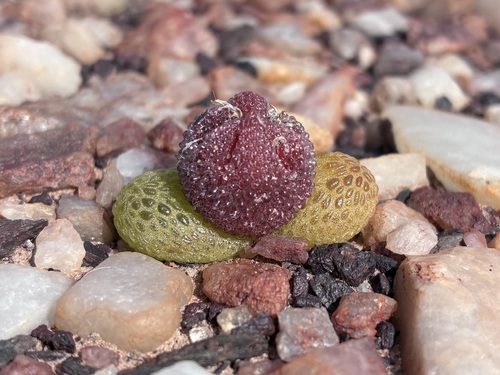 Diplosoma luckhoffii
