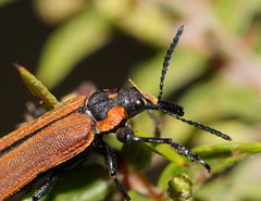 Rhinotia haemoptera