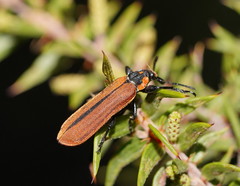 Rhinotia haemoptera