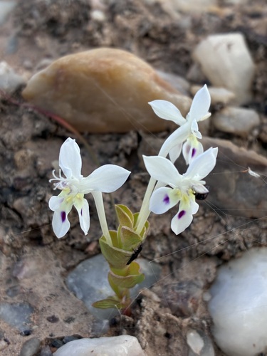 Lapeirousia pyramidalis