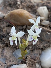 Lapeirousia pyramidalis