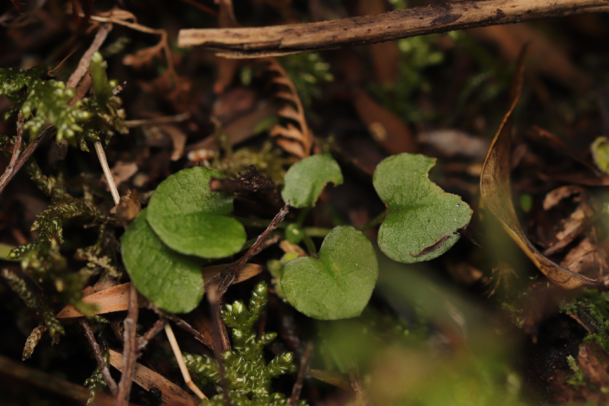 Winter Greenhood (Pterostylis alobula)
