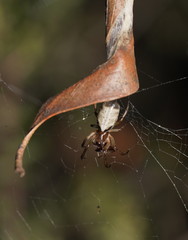 Zygiellinae
