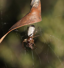 Zygiellinae