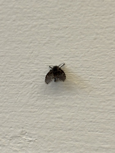 Unknown species found near University of Victoria, Oak Bay, BC, CA