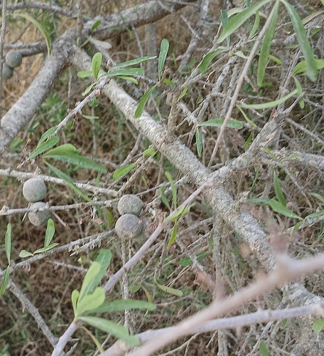 Schinus longifolia