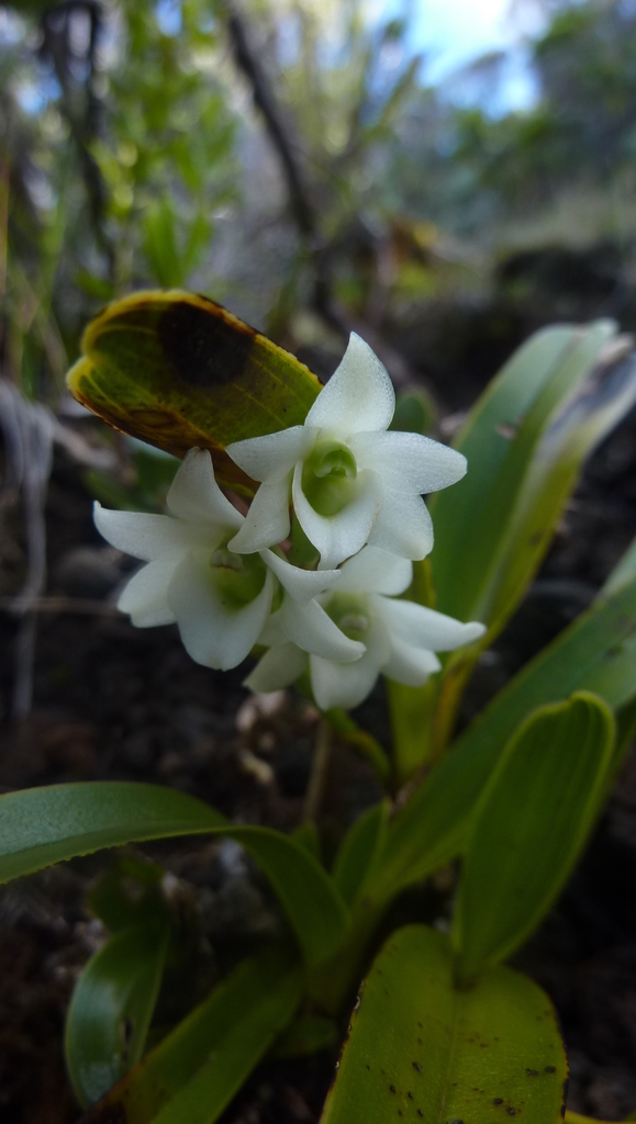 Angraecum striatum