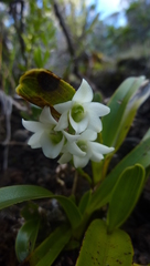 Angraecum striatum image