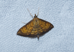 Ecpyrrhorrhoe rubiginalis