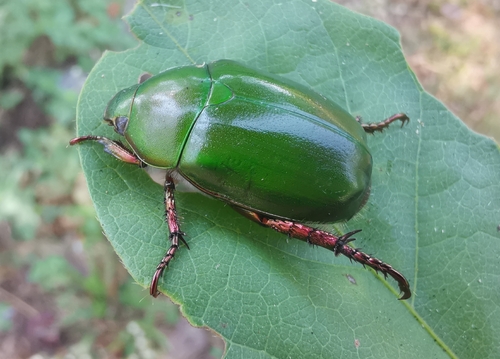 Large Green Chafer