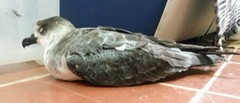 Pterodroma externa