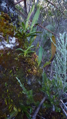 Angraecum striatum image