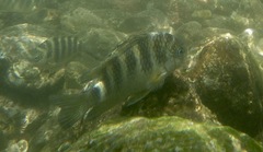 Abudefduf declivifrons