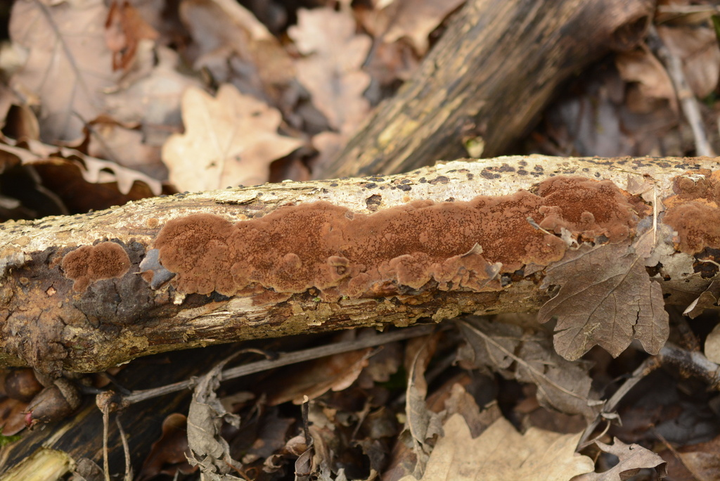 Fuscoporia ferruginosa