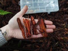 Phanerochaete sanguinea