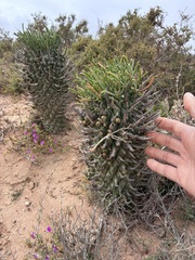 Euphorbia schoenlandii, photograph author not stated, no rights reserved