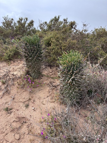 Euphorbia schoenlandii, photograph 2