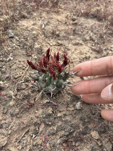 Euphorbia schoenlandii, photograph 3