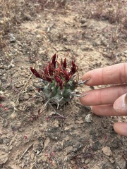 Euphorbia schoenlandii, photograph author not stated, no rights reserved