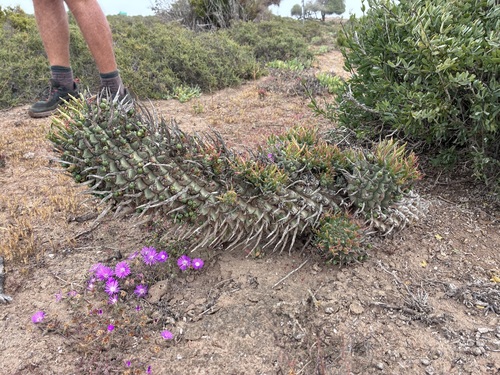 Euphorbia schoenlandii, photograph 4