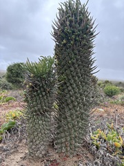 Euphorbia schoenlandii, photograph author not stated, no rights reserved