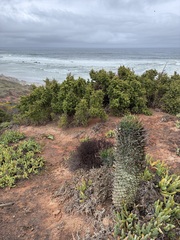 Euphorbia schoenlandii, photograph author not stated, no rights reserved