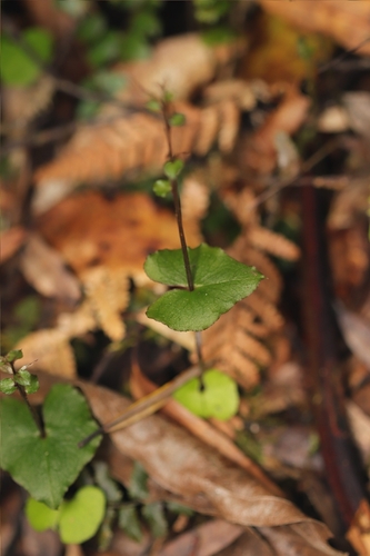 Pixie cap (Acianthus sinclairii)