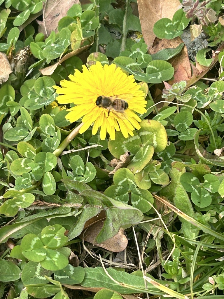 Western Honey Bee from Flint Creek Trail, Decatur, AL, US on February ...