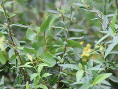 Forestiera segregata