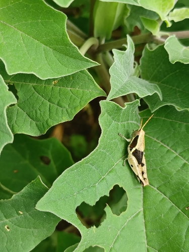 Phaeocatantops solitarius