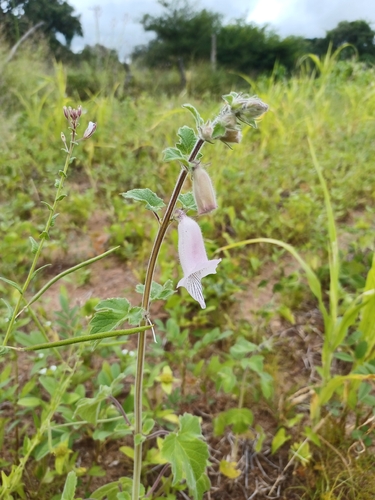 South African foxglove